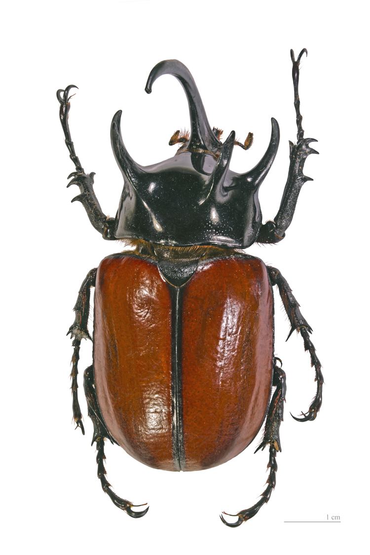 Eupatorus gracilicornis FileEupatorus gracilicornis dosjpg Wikimedia Commons