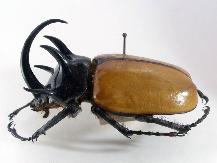 Eupatorus gracilicornis fivehorned rhinoceros beetle Eupatorus gracilicornis collection