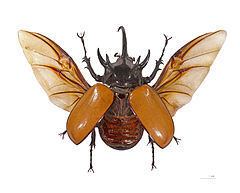 Eupatorus gracilicornis httpsuploadwikimediaorgwikipediacommonsthu