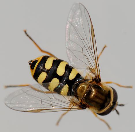 Eupeodes corollae Eupeodes corollae Eupeodes corollae Syrphus Hoverfly Hoverflies