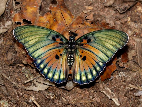 Euphaedra Butterflies of Africa Euphaedra edwardsi