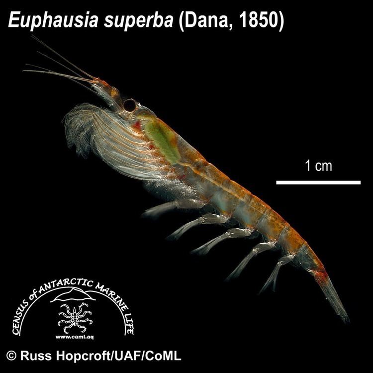 Euphausia afgbiodiversityaqsystemimages30galleryeupha