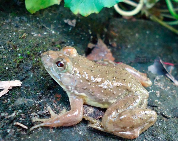 Euphlyctis New Frog Species of the Genus Euphlyctis Discovered in Bangladesh