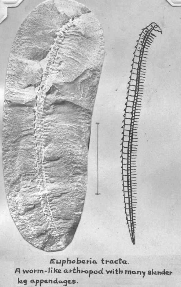 Euphoberia Euphoberia including E armigera E tracta E hystricosa and an