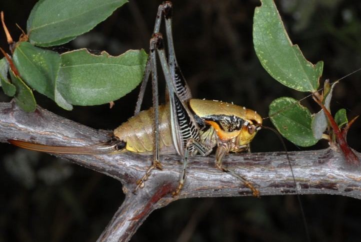 Eupholidoptera European locusts and their ecology Eupholidoptera megastyla