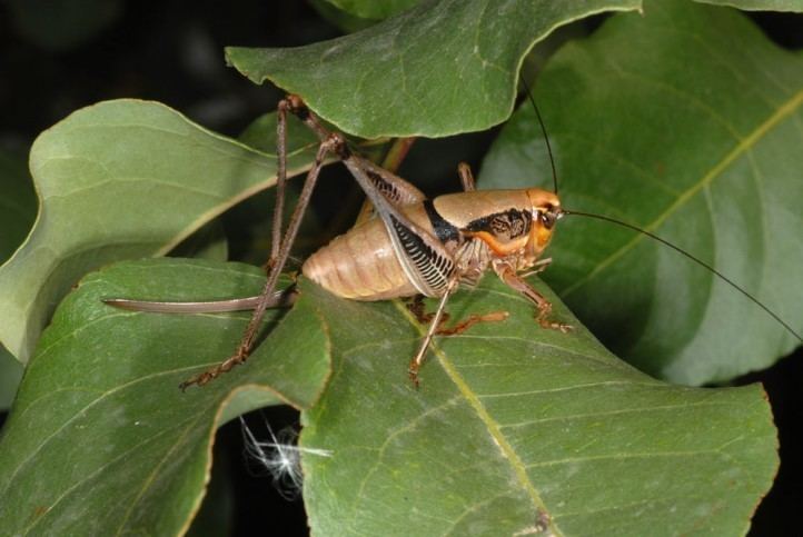 Eupholidoptera European locusts and their ecology Eupholidoptera megastyla