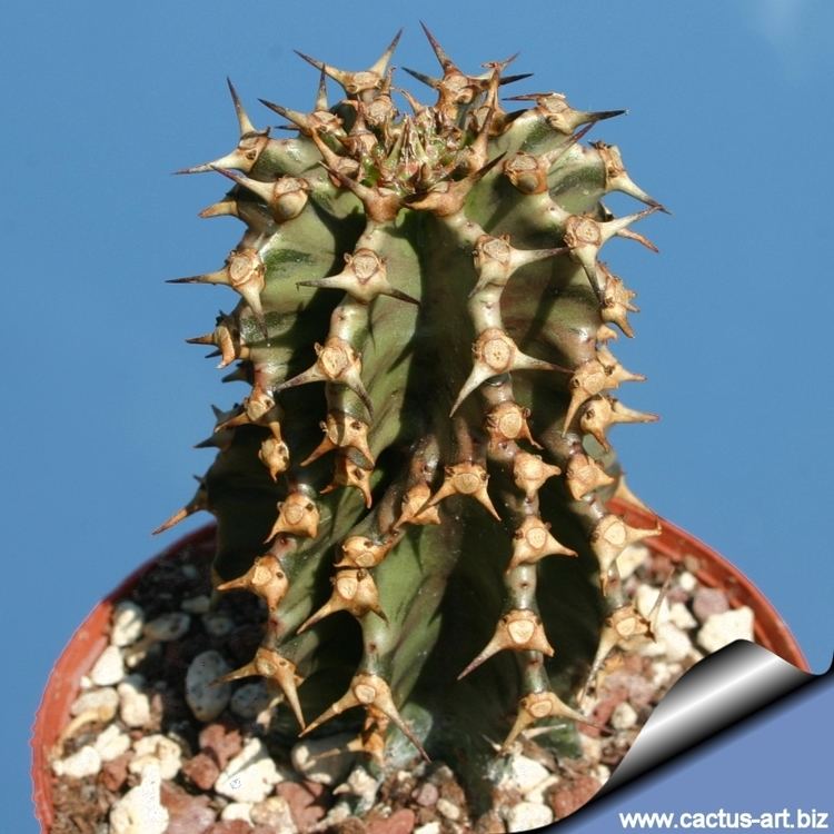 Euphorbia abyssinica Euphorbia abyssinica