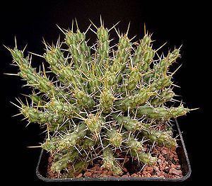 Euphorbia actinoclada httpsuploadwikimediaorgwikipediacommonsthu
