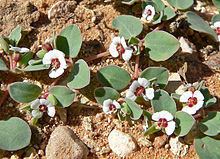 Euphorbia albomarginata httpsuploadwikimediaorgwikipediacommonsthu