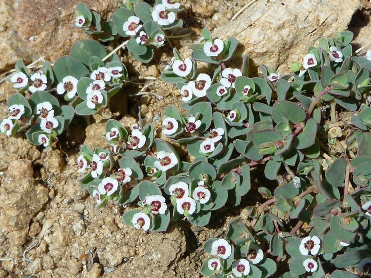 Euphorbia albomarginata Rattlesnake Weed Euphorbia Albomarginata