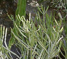 Euphorbia alluaudii httpsuploadwikimediaorgwikipediacommonsthu