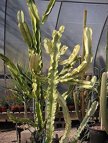 Euphorbia ammak httpsuploadwikimediaorgwikipediacommonsthu