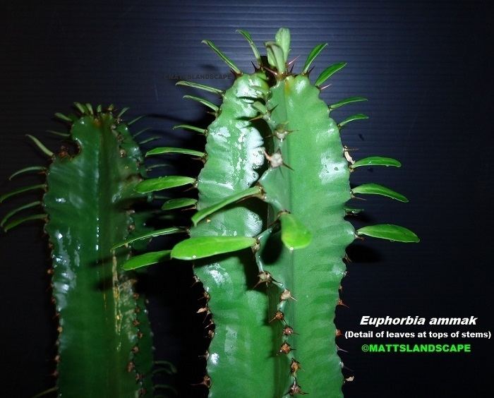 Euphorbia ammak Hybrid Epi Cactus Display Page