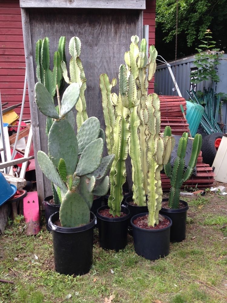 Euphorbia ammak Blog Cactus Jungle