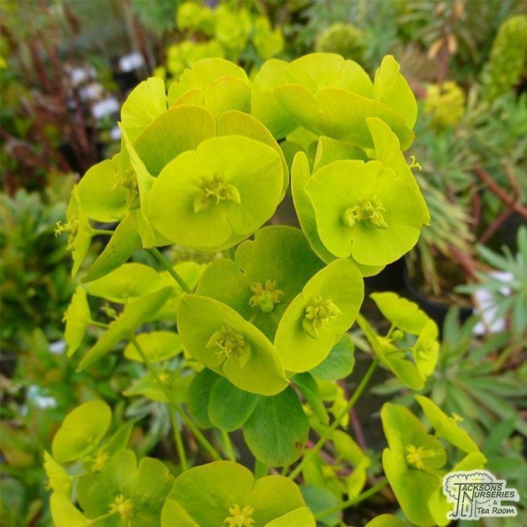 Euphorbia amygdaloides Buy Euphorbia amygdaloides var robbiae Wood Spurge in the UK