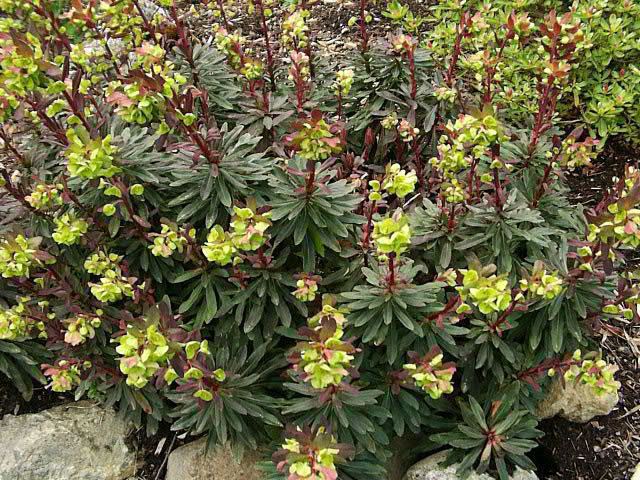 Euphorbia amygdaloides Purple Wood Spurge How to grow and care for Spurge Plants