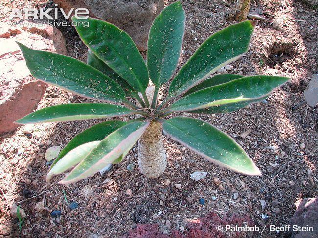 Euphorbia ankarensis Euphorbia videos photos and facts Euphorbia ankarensis ARKive