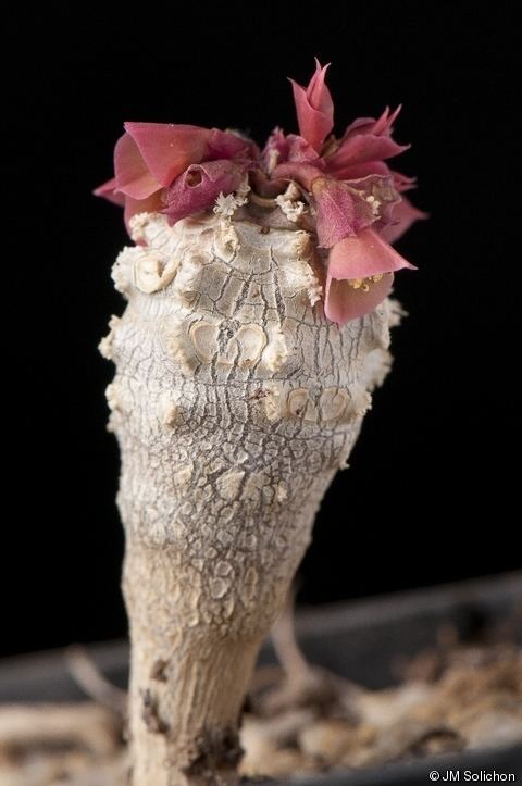 Euphorbia ankarensis httpsiucnredlistphotoss3amazonawscommedium