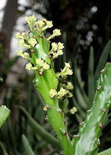 Euphorbia antiquorum Euphorbia antiquorum Wikipedia