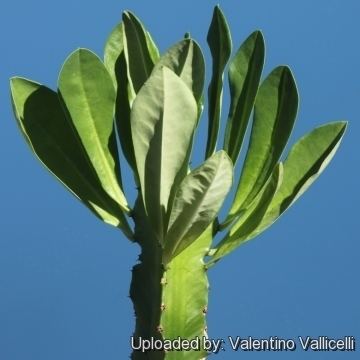 Euphorbia antiquorum Euphorbia antiquorum