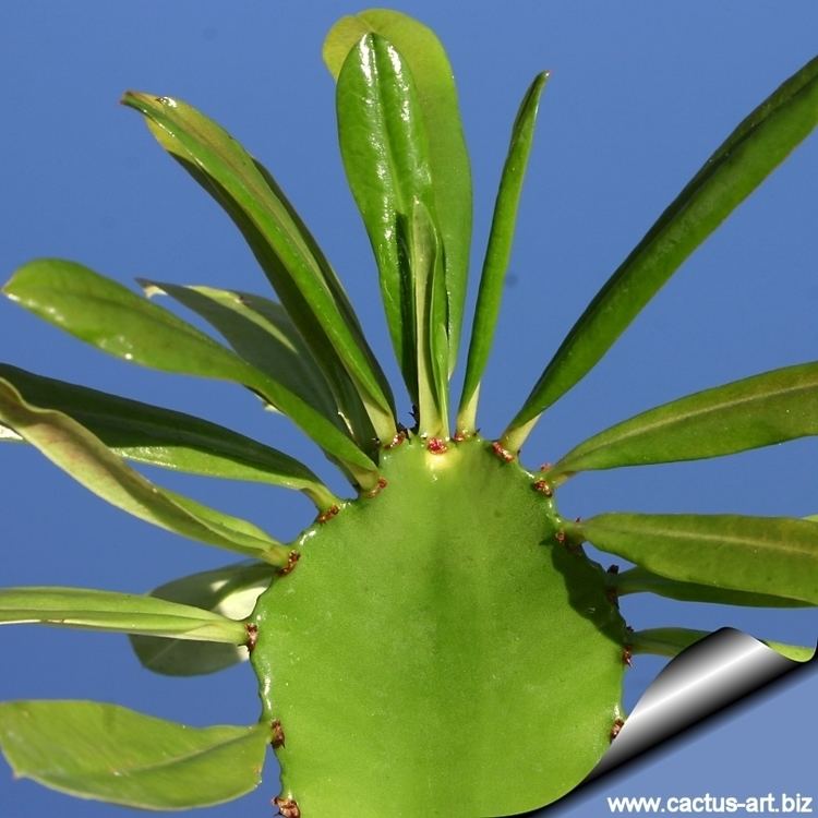 Euphorbia antiquorum wwwcactusartbizschedeEUPHORBIAEuphorbiaanti