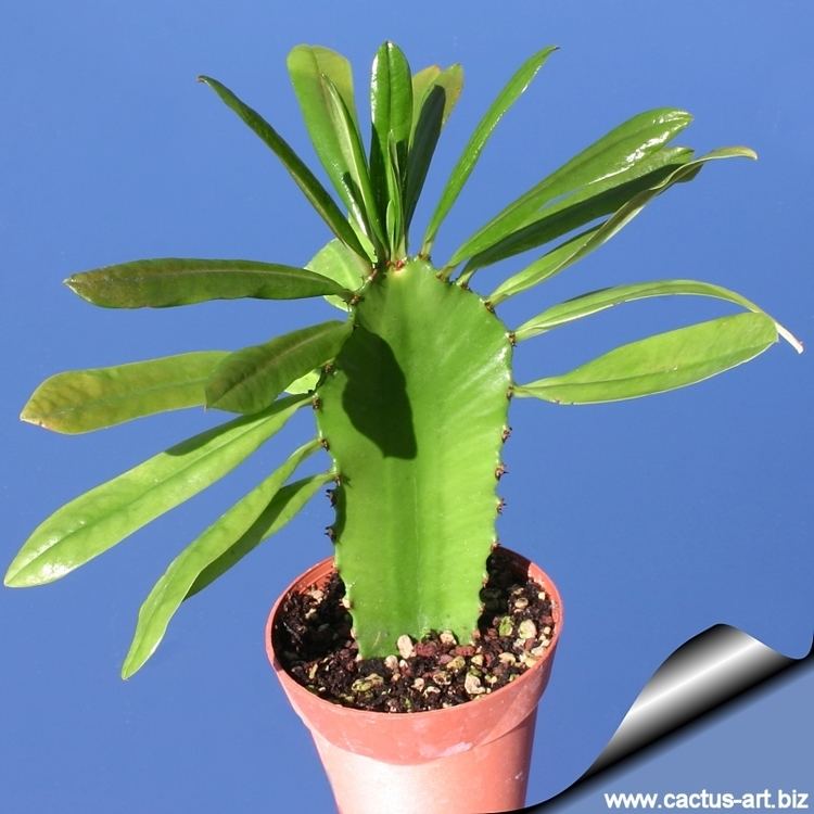 Euphorbia antiquorum Euphorbia antiquorum