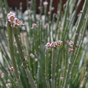 Euphorbia antisyphilitica Euphorbia antisyphilitica 3939 Candelilla from American Beauties