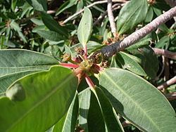 Euphorbia apurimacensis httpsuploadwikimediaorgwikipediacommonsthu