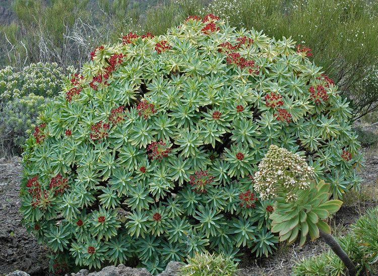 Euphorbia atropurpurea Euphorbia atropurpurea Buy Online at Annie39s Annuals