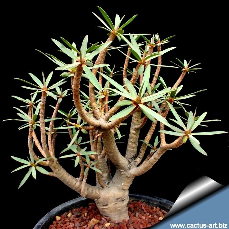 Euphorbia balsamifera wwwcactusartbizschedeEUPHORBIAEuphorbiabals