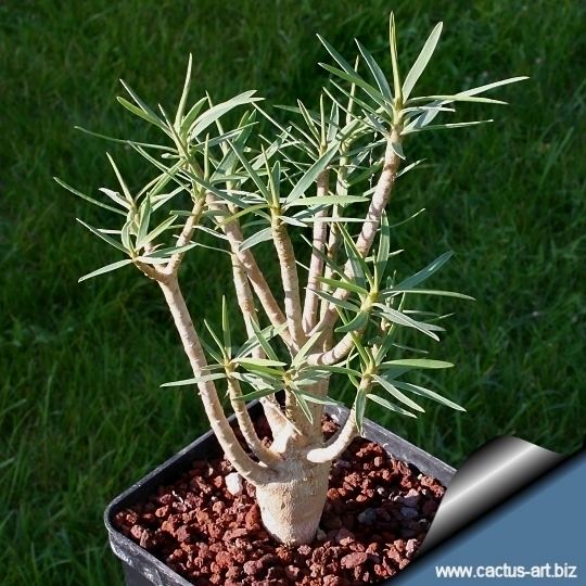 Euphorbia balsamifera Euphorbia balsamifera