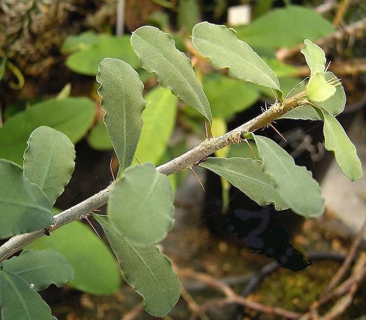 Euphorbia banae httpsuploadwikimediaorgwikipediacommons44