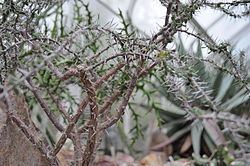 Euphorbia beharensis httpsuploadwikimediaorgwikipediacommonsthu