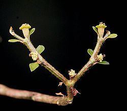 Euphorbia bemarahaensis httpsuploadwikimediaorgwikipediacommonsthu