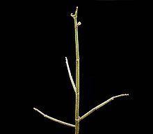 Euphorbia bosseri httpsuploadwikimediaorgwikipediacommonsthu
