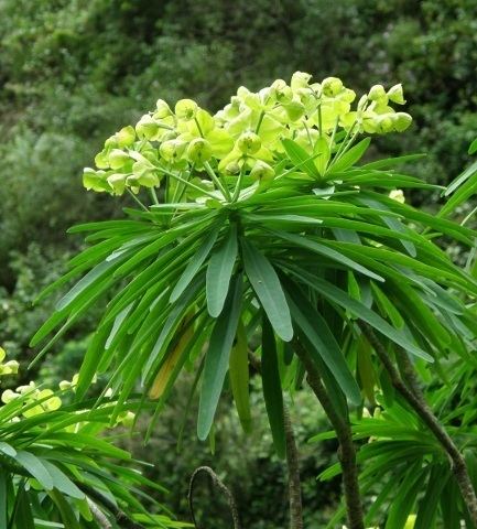 Euphorbia bourgeana Euphorbia bourgeana