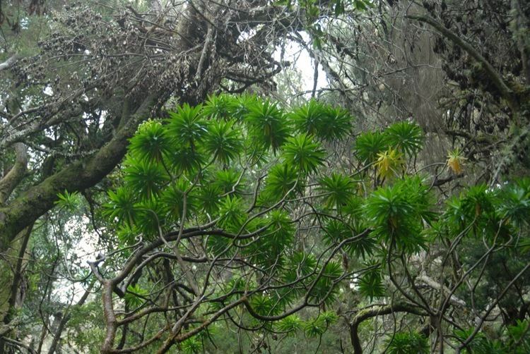 Euphorbia bourgeana Tolkin taxa show