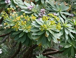 Euphorbia bourgeana Euphorbia bourgaeana Wikispecies