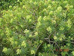 Euphorbia bourgeana Euphorbia bourgeana Wikipedia la enciclopedia libre