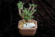 Euphorbia bulbispina httpsuploadwikimediaorgwikipediacommonsthu