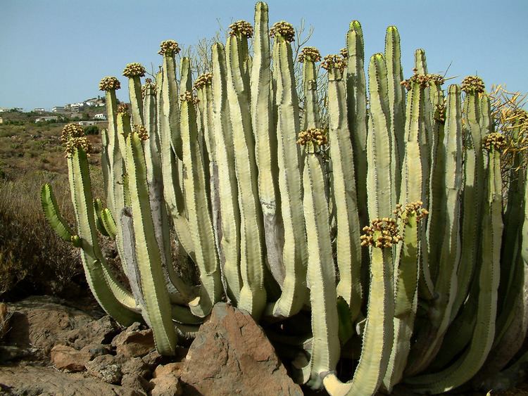 Euphorbia canariensis 1000 images about Euphorbia species on Pinterest Horns Trees and