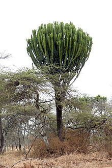 Euphorbia candelabrum httpsuploadwikimediaorgwikipediacommonsthu