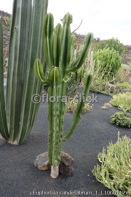 Euphorbia candelabrum Euphorbia candelabrum