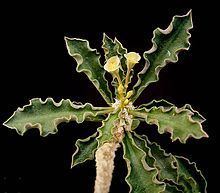 Euphorbia cap-saintemariensis httpsuploadwikimediaorgwikipediacommonsthu