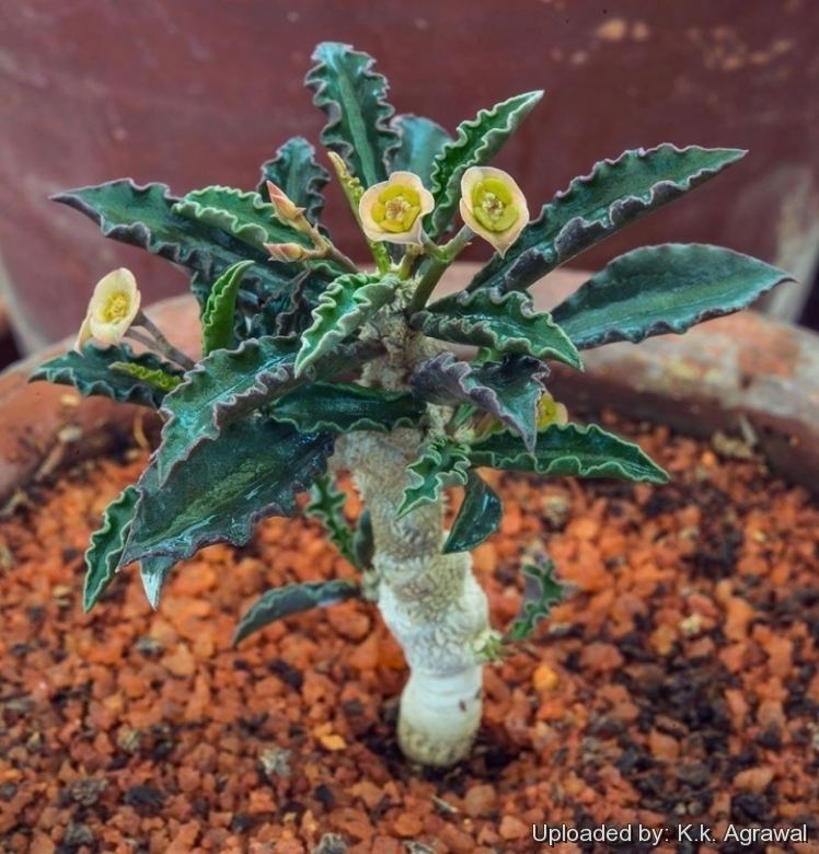 Euphorbia cap-saintemariensis Euphorbia capsaintemariensis