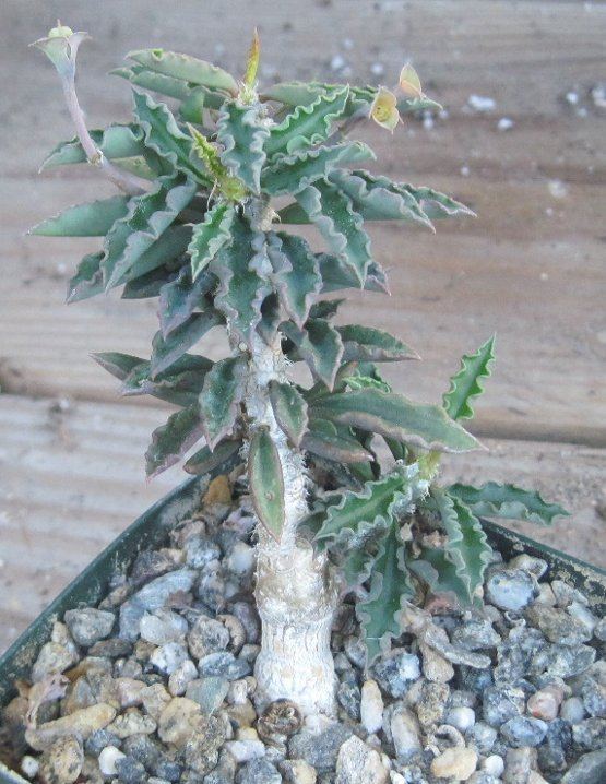 Euphorbia cap-saintemariensis Euphorbia capsaintemariensis.