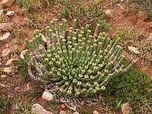 Euphorbia caput-medusae httpsuploadwikimediaorgwikipediacommonsthu