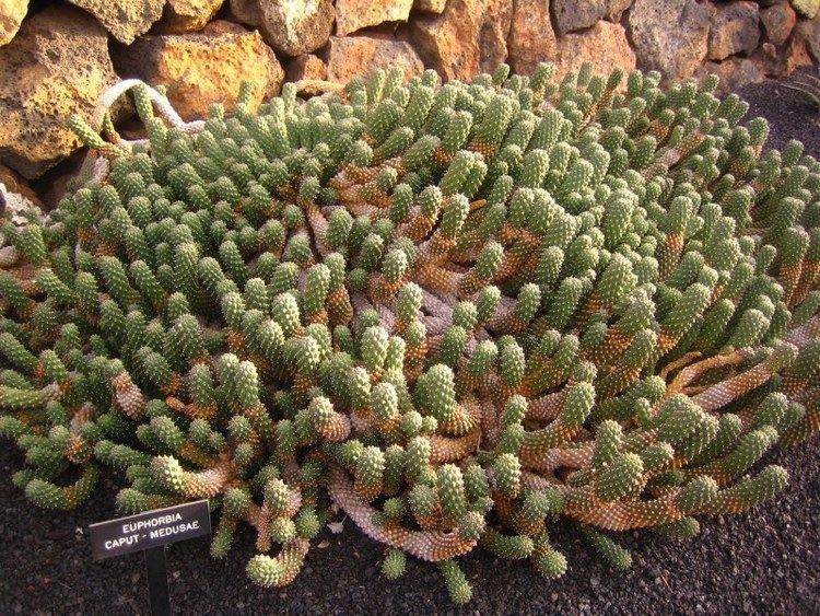 Euphorbia caput-medusae FileEuphorbia caputmedusaejpg Wikimedia Commons