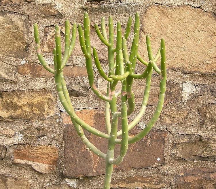 Euphorbia cedrorum httpsuploadwikimediaorgwikipediacommons88