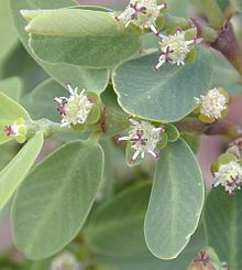 Euphorbia celastroides httpsuploadwikimediaorgwikipediacommonsthu